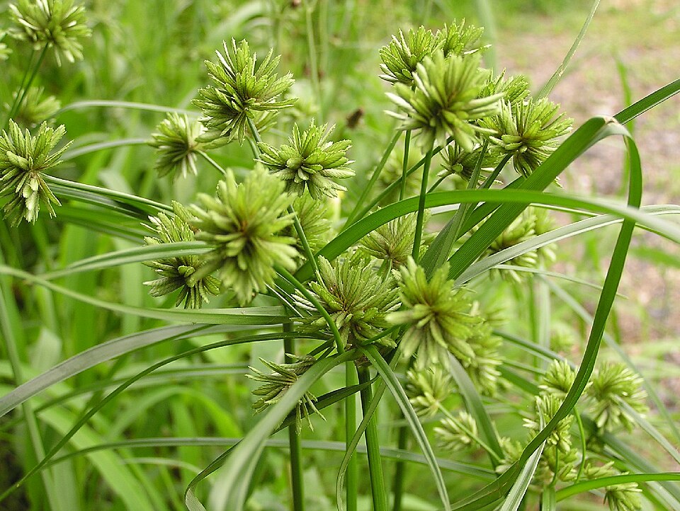 Cyperus eragrostis (tall flatsedge)