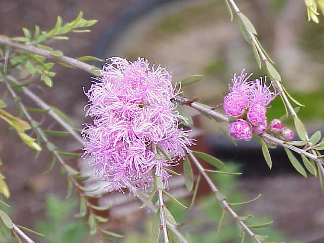 Melaleuca thymifolia (thyme honey-myrtle) (alternate view 7)