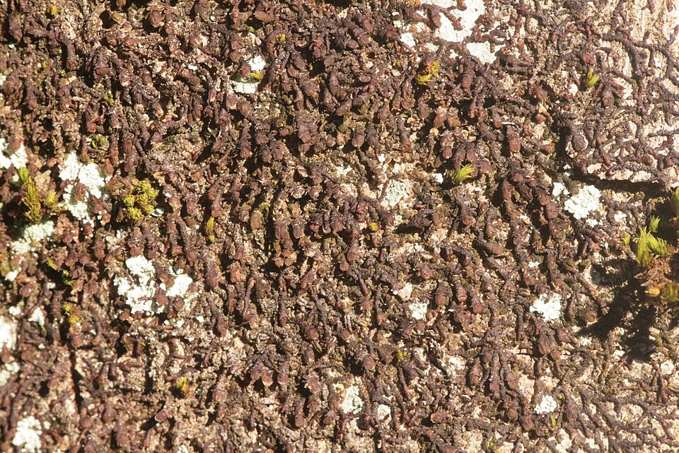 Frullania dilatata (Dilated Scalewort)