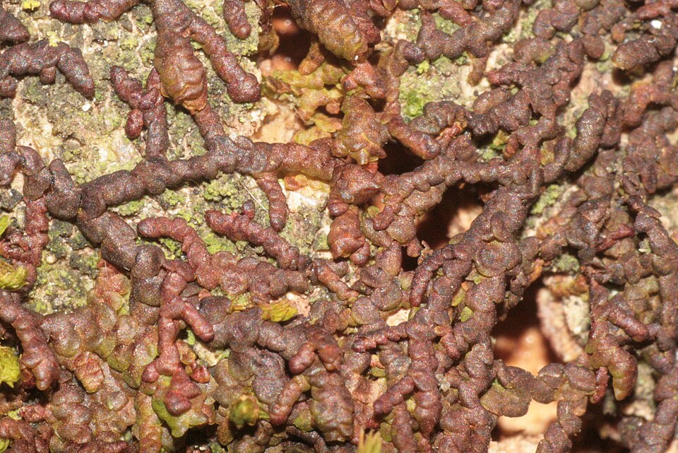 Frullania dilatata (Dilated Scalewort)