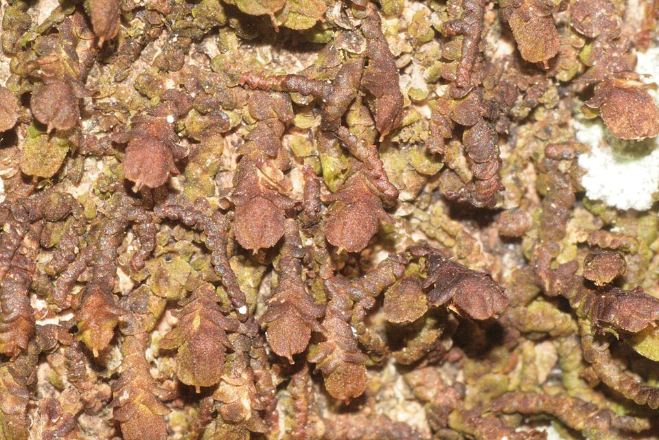 Frullania dilatata (Dilated Scalewort)