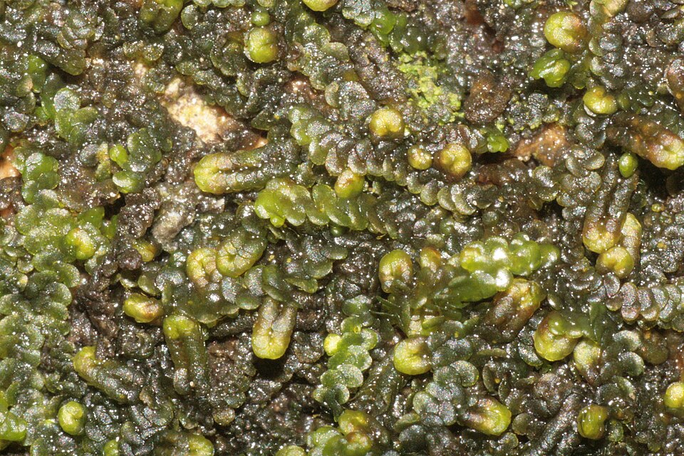 Frullania dilatata (Dilated Scalewort)