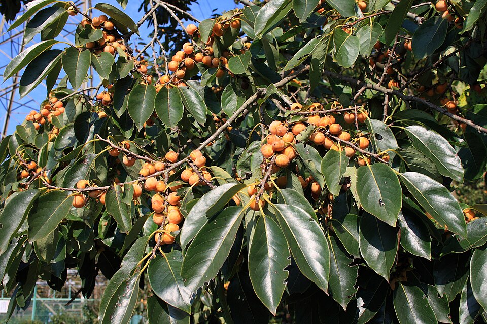 Diospyros lotus (Date Plum) (alternate view 2)
