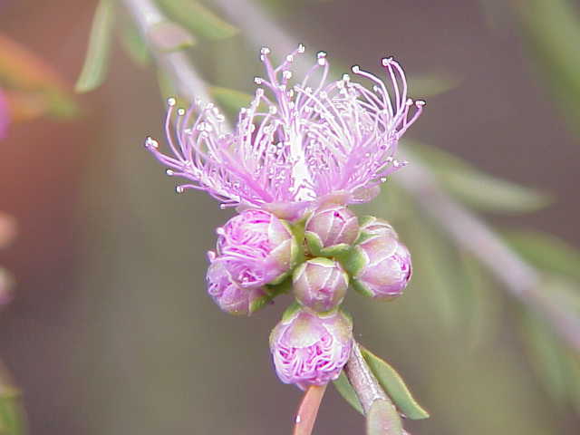 Melaleuca thymifolia (thyme honey-myrtle) (alternate view 8)