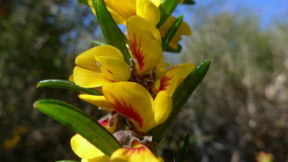 Aotus ericoides (Common Aotus) (alternate view 7)
