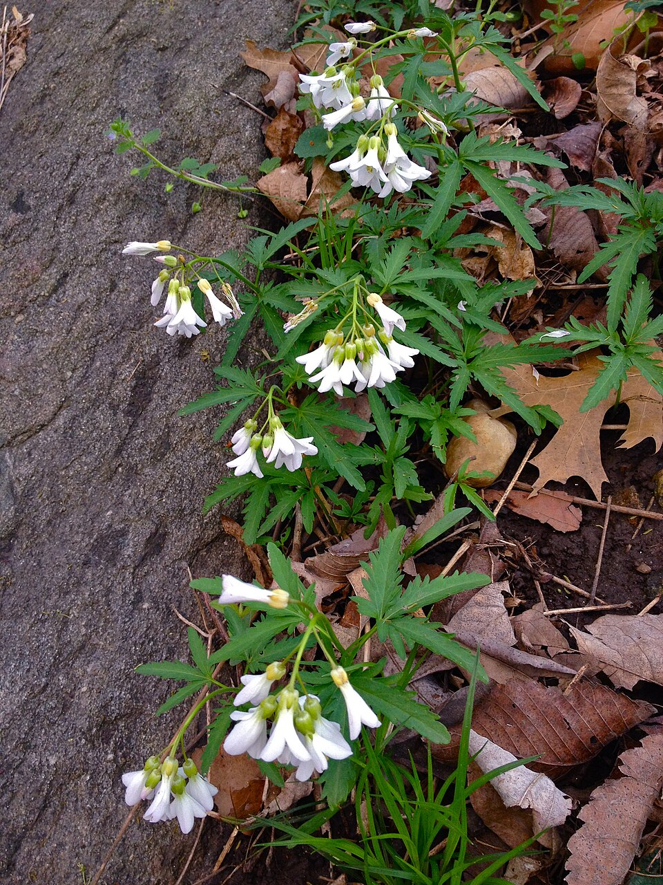 Cardamine concatenata (cut-leaved toothwort)