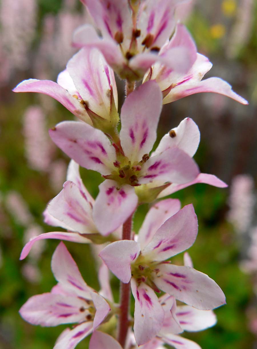Francoa sonchifolia (Chilean bridalwreath)