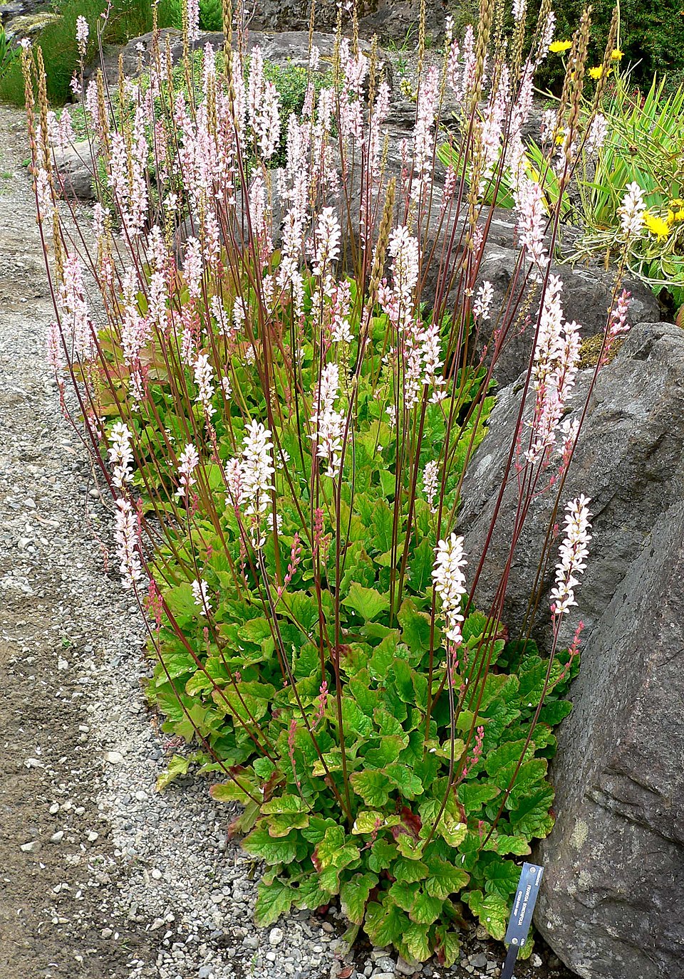Francoa sonchifolia (Chilean bridalwreath) (alternate view 2)