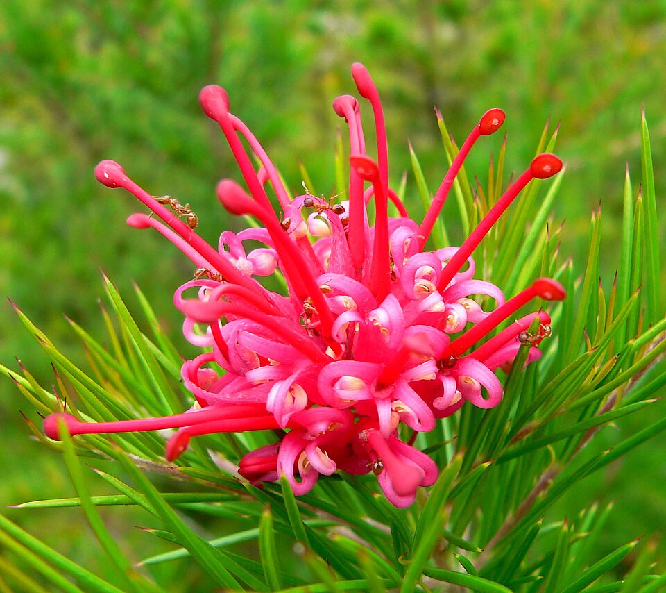 Grevillea 'Canberra Gem'