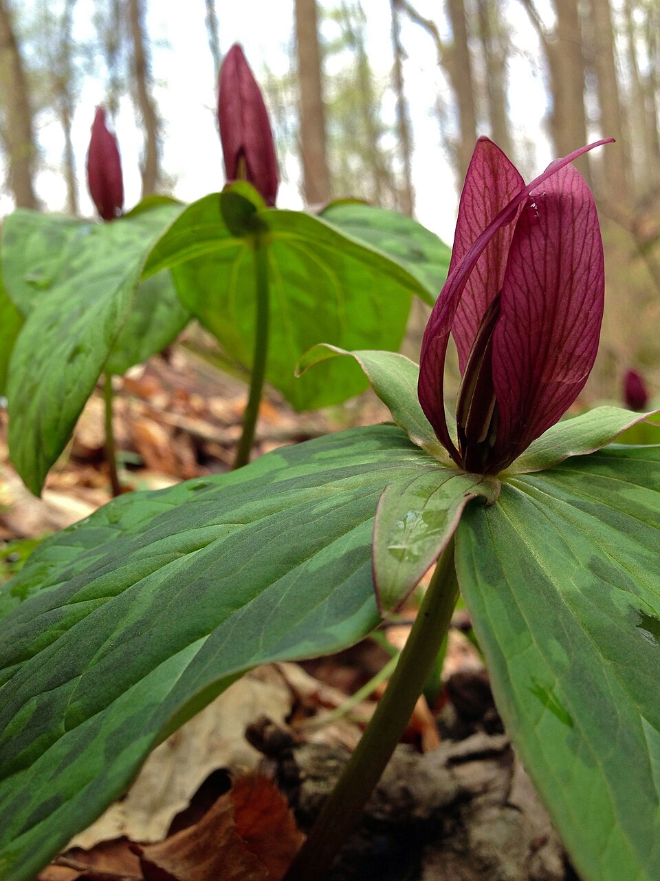 Trillium sessile (toadshade) (alternate view 10)