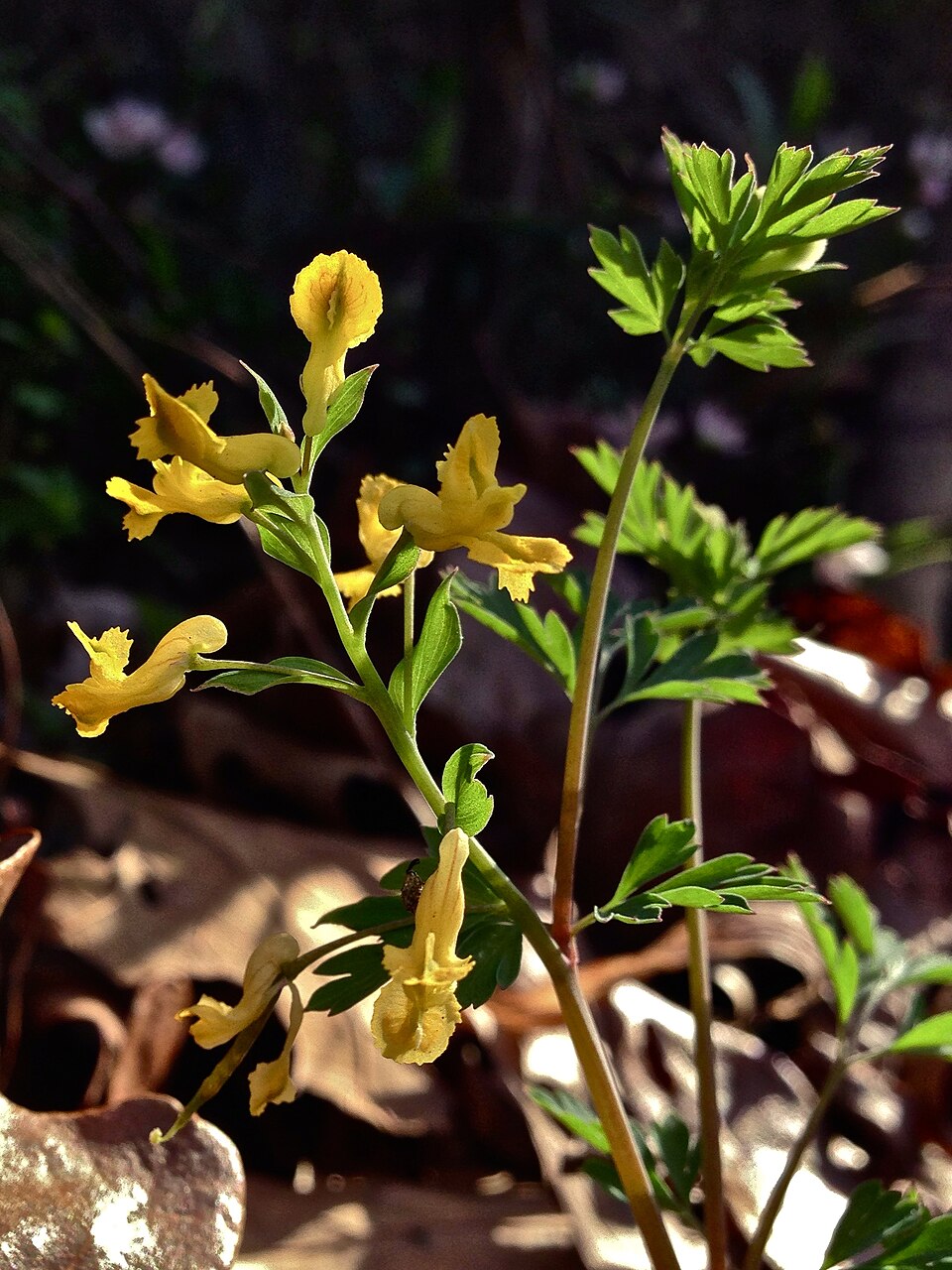 Corydalis flavula (Yellow Corydalis) (alternate view 8)