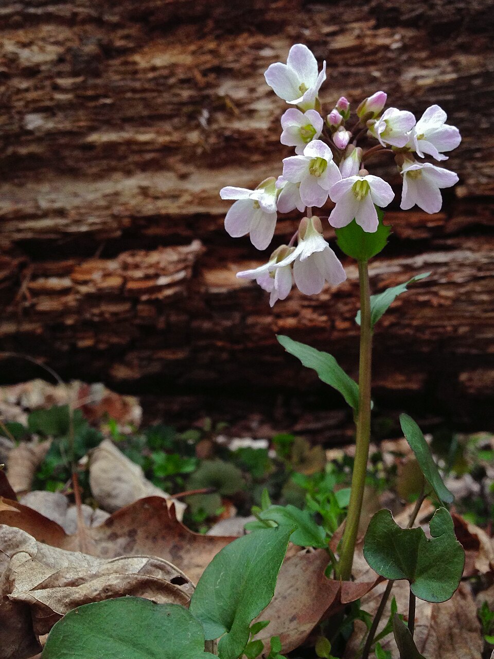 Cardamine douglassii (Purple Cress) (alternate view 9)