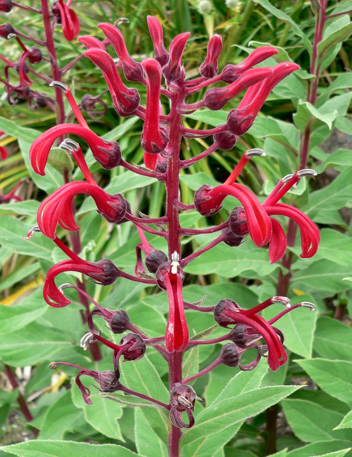 Lobelia tupa (Devil's Tobacco)