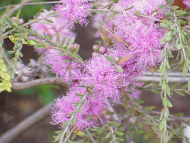 Melaleuca thymifolia (thyme honey-myrtle) (alternate view 9)