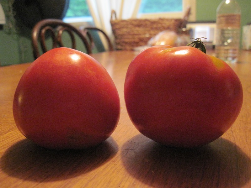 Solanum lycopersicum 'Celebrity' (Celebrity Tomato)