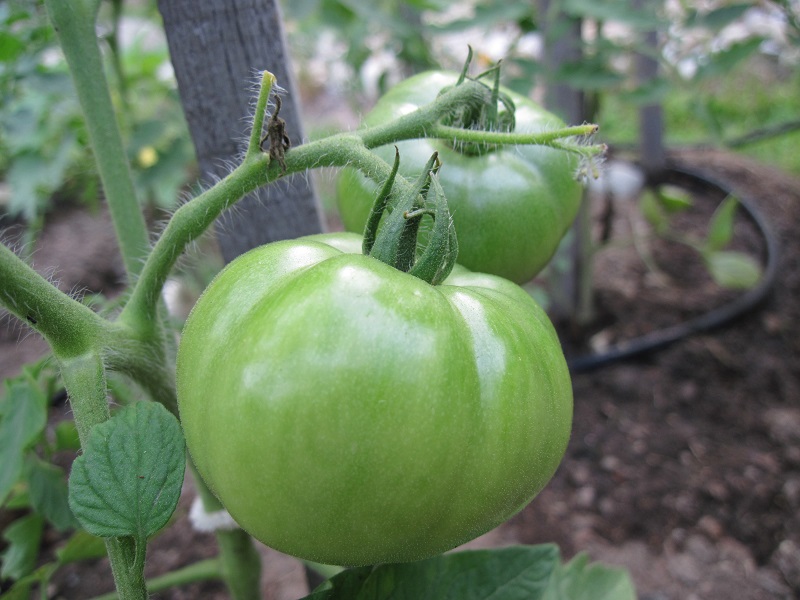 Solanum lycopersicum 'Celebrity' (Celebrity Tomato) (alternate view 2)