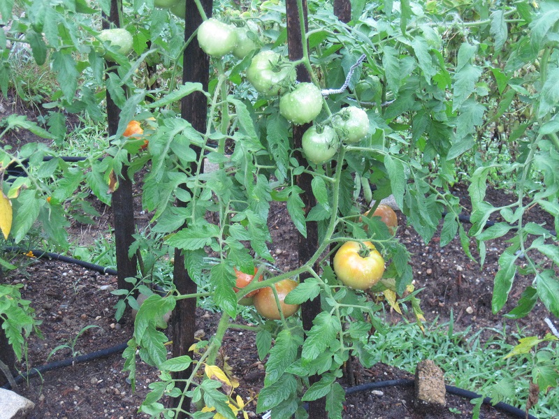 Solanum lycopersicum 'Celebrity' (Celebrity Tomato) (alternate view 3)