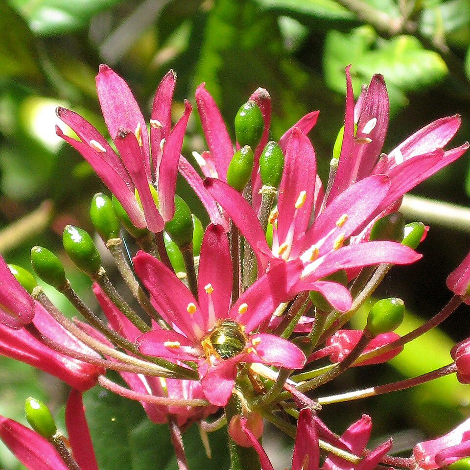Clintonia andrewsiana (Andrews' Clintonia) (alternate view 9)