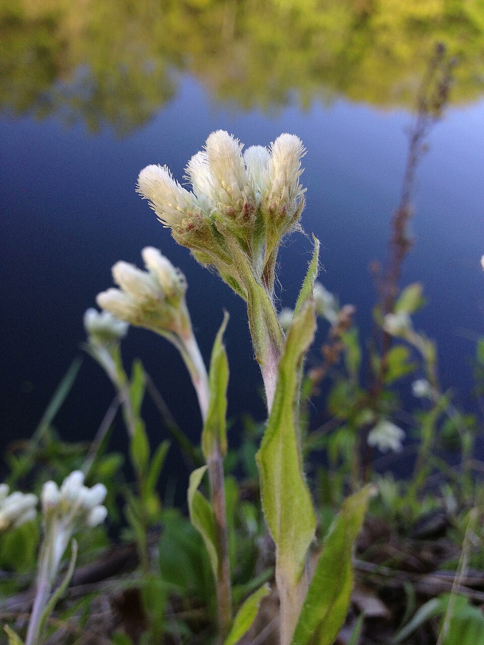 Antennaria plantaginifolia (plantain-leaved pussytoes) (alternate view 7)