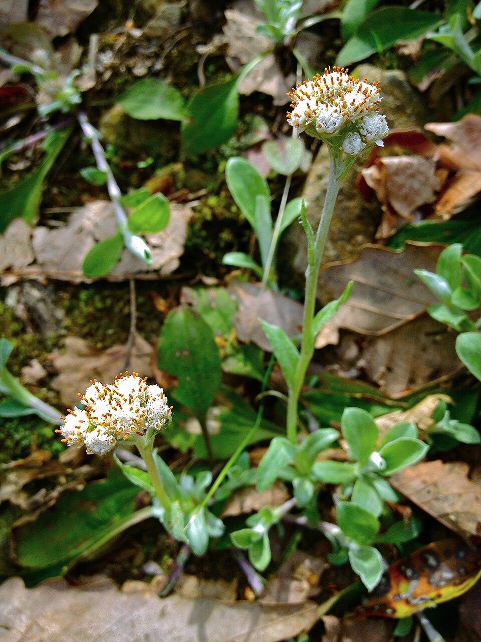 Antennaria plantaginifolia (plantain-leaved pussytoes) (alternate view 8)