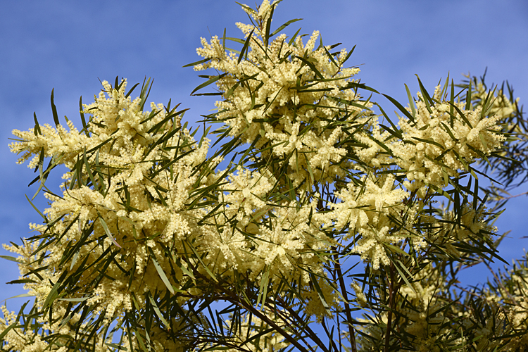 Acacia floribunda (Weeping Acacia) (alternate view 6)