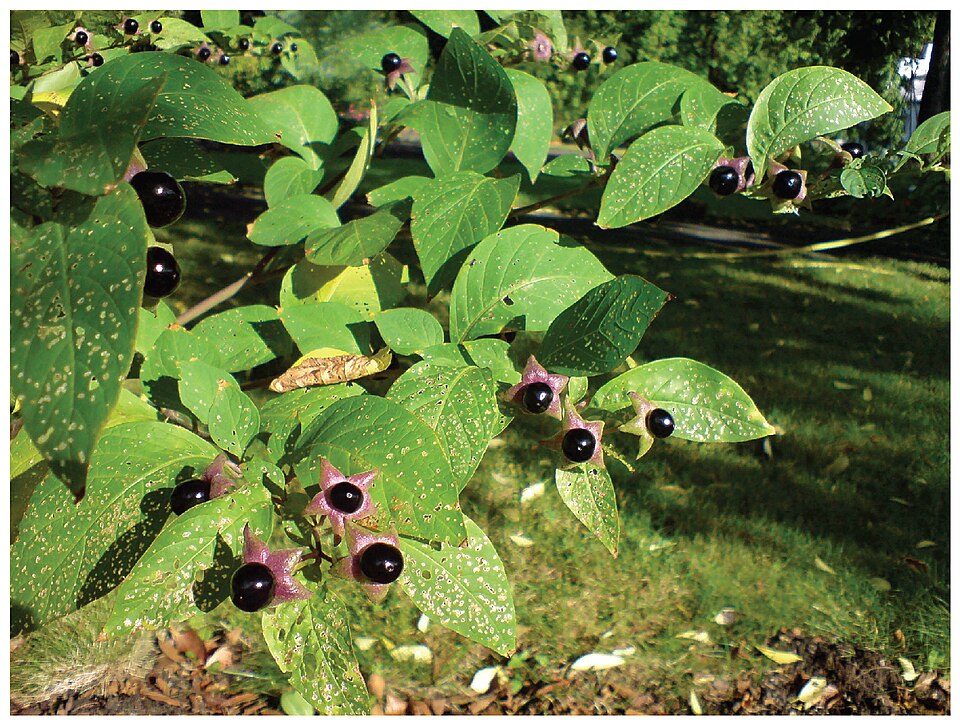 Atropa bella-donna (Deadly Nightshade)