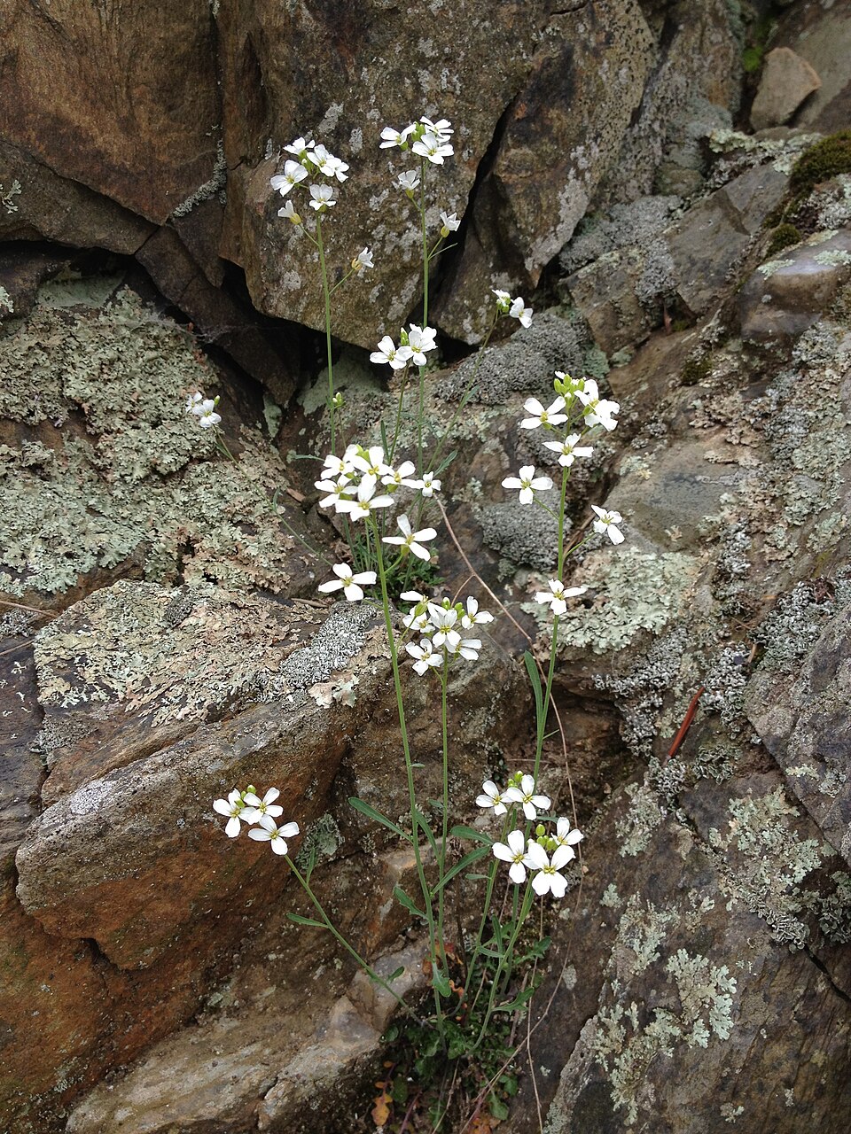 Arabidopsis lyrata (Lyreleaf Rockcress) (alternate view 7)