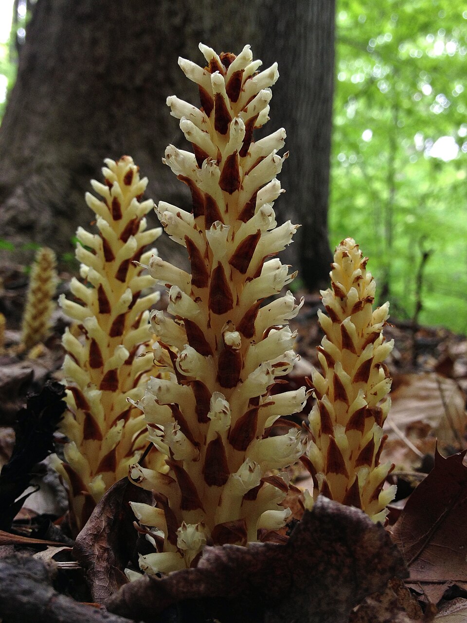 Conopholis americana (American cancer-root)