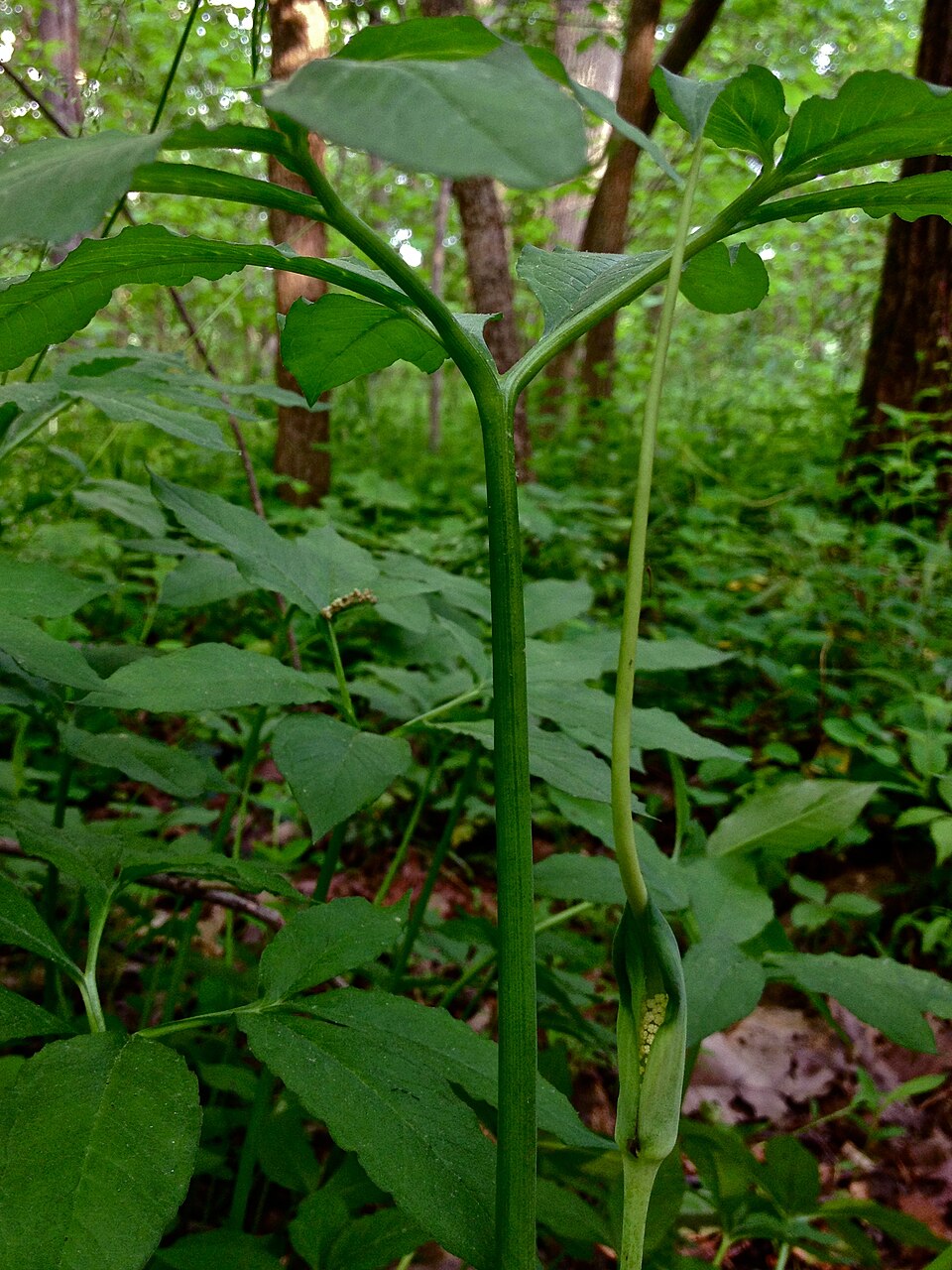 Arisaema dracontium (green dragon) (alternate view 8)