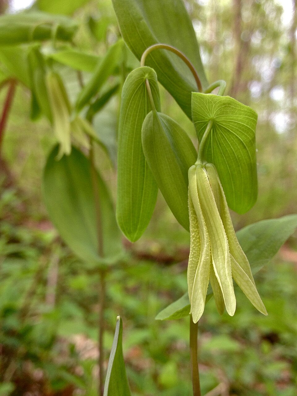 Uvularia perfoliata (Perfoliate Bellwort) (alternate view 9)
