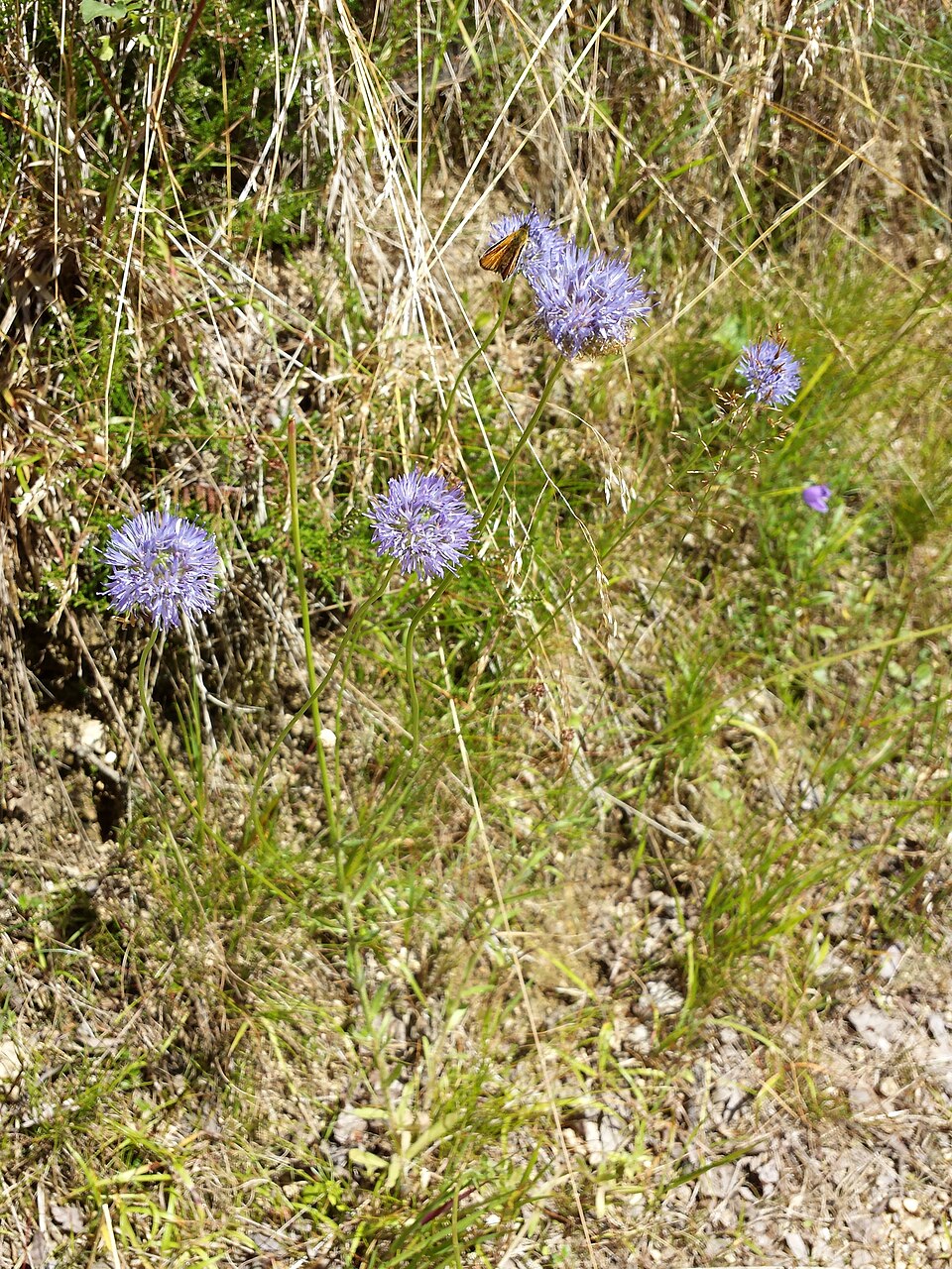 Jasione montana (Sheep's Bit Scabious) (alternate view 6)