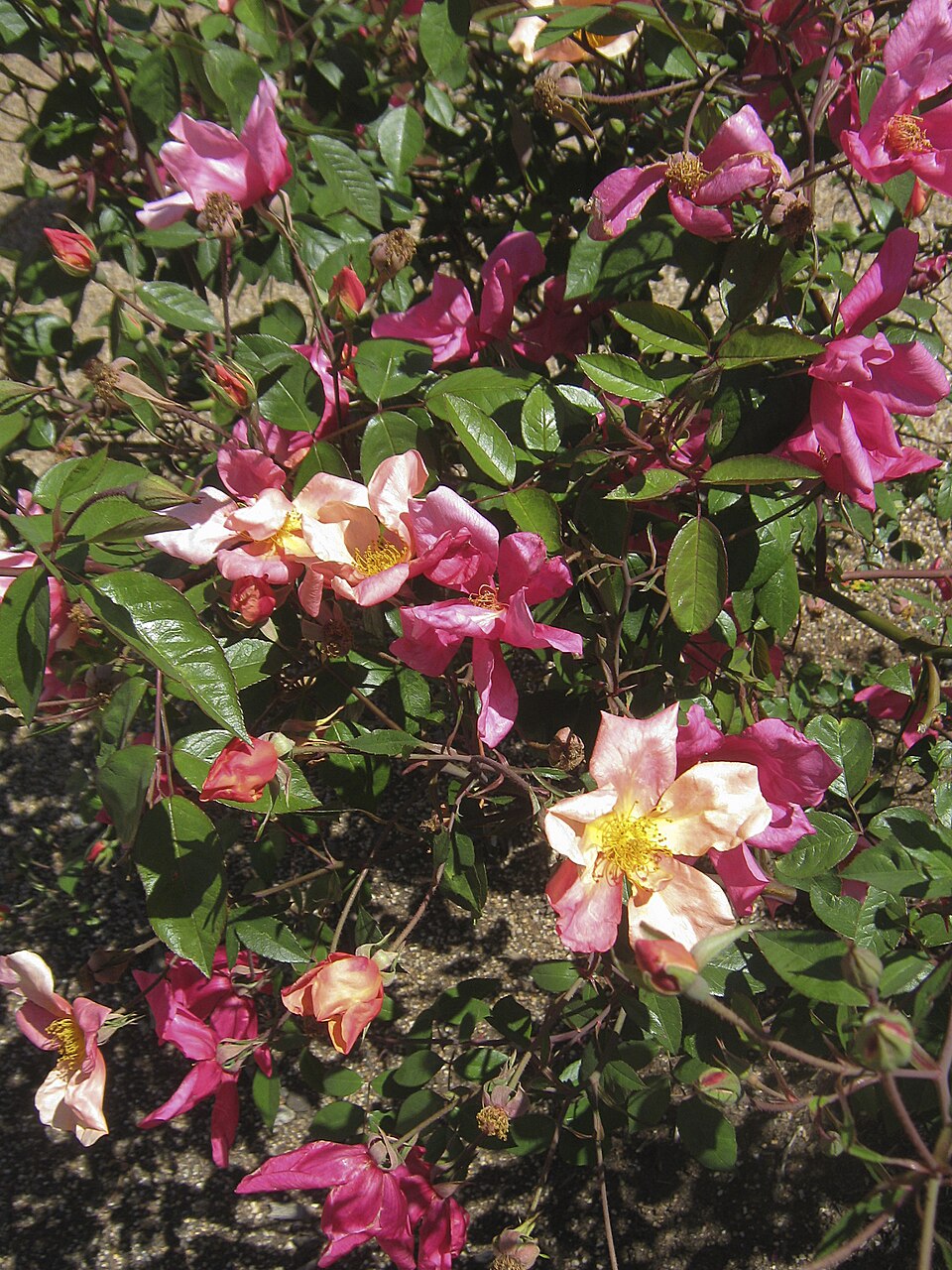 Rosa odorata 'Mutabilis' (Mutabilis Rose) (alternate view 3)