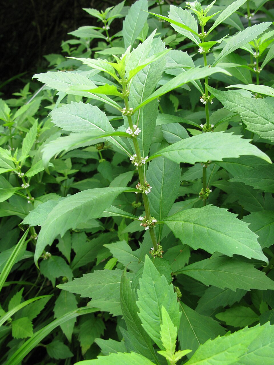 Lycopus uniflorus (northern bugleweed) (alternate view 5)