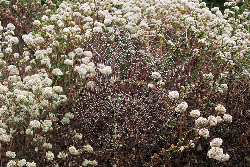 Eriogonum latifolium (Seaside Buckwheat) (alternate view 3)