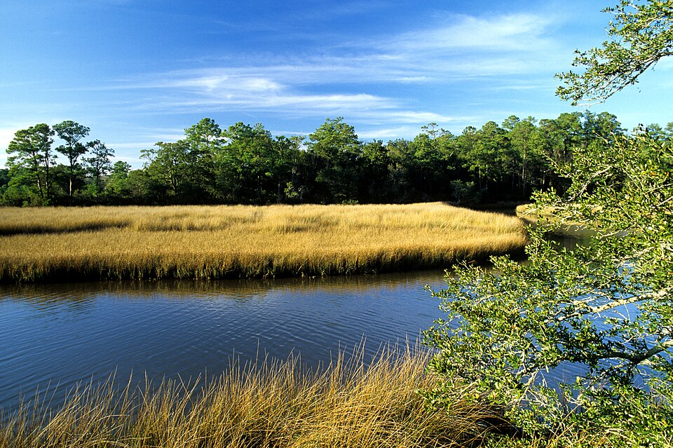 Sporobolus alterniflorus (Saltmarsh Cordgrass) (alternate view 9)