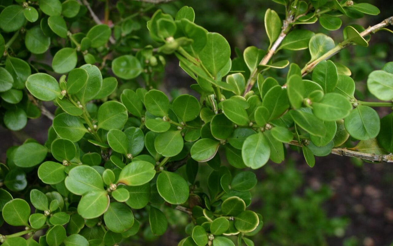 Buxus sinica, Chinese box — mounding evergreen (Buxaceae) (image 1 of 10)