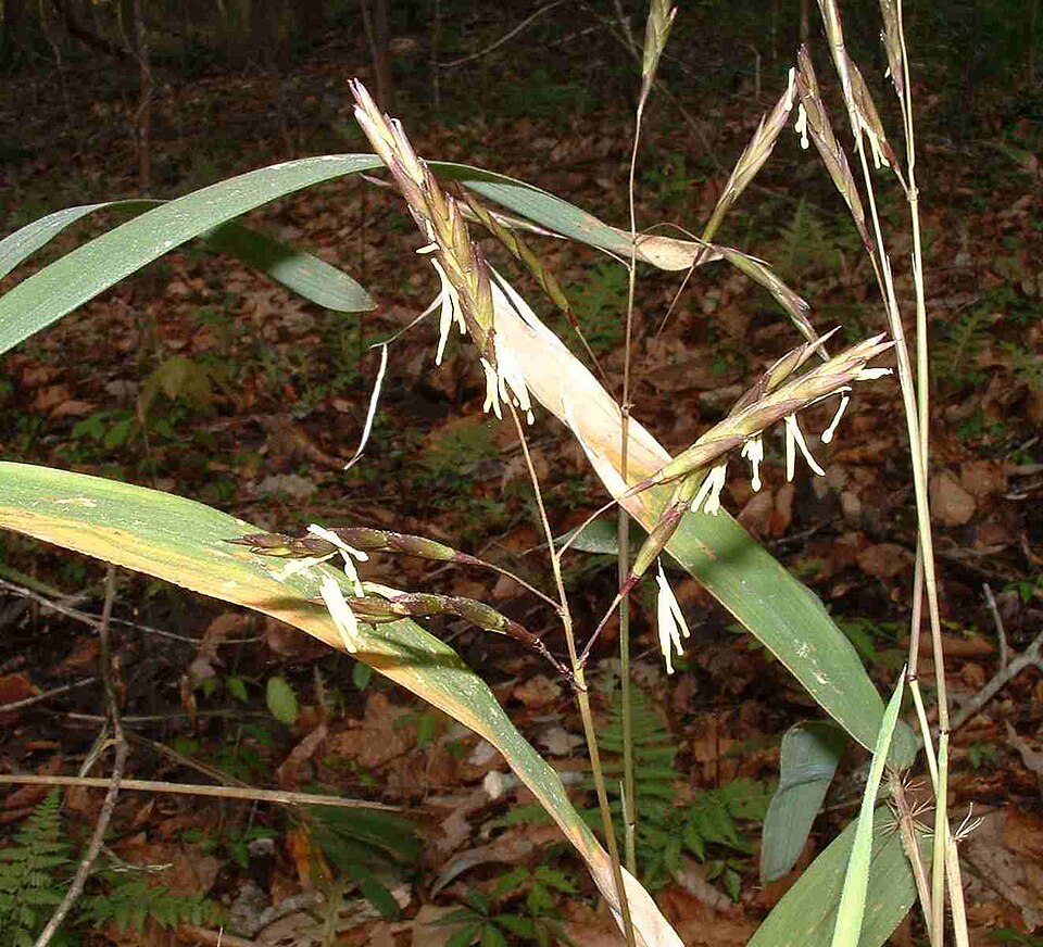 Arundinaria gigantea (river cane)