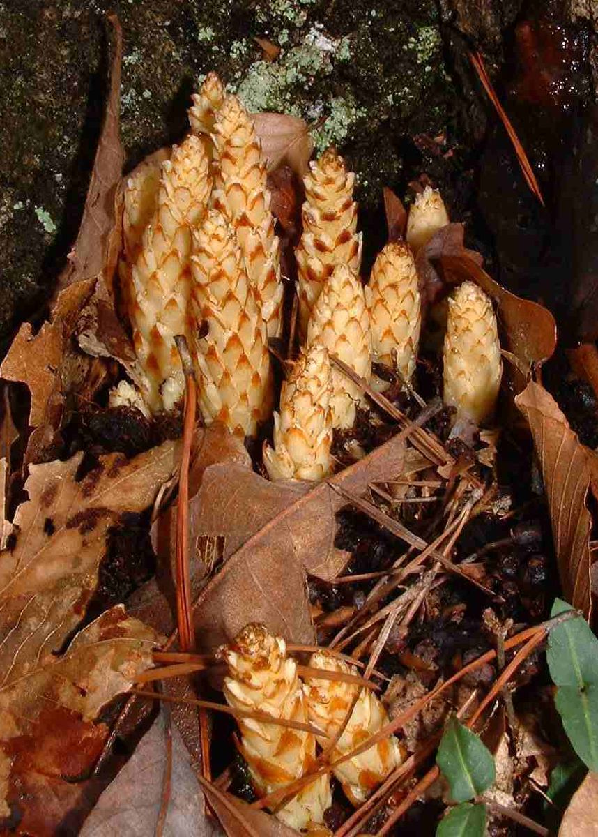 Conopholis americana (American cancer-root)