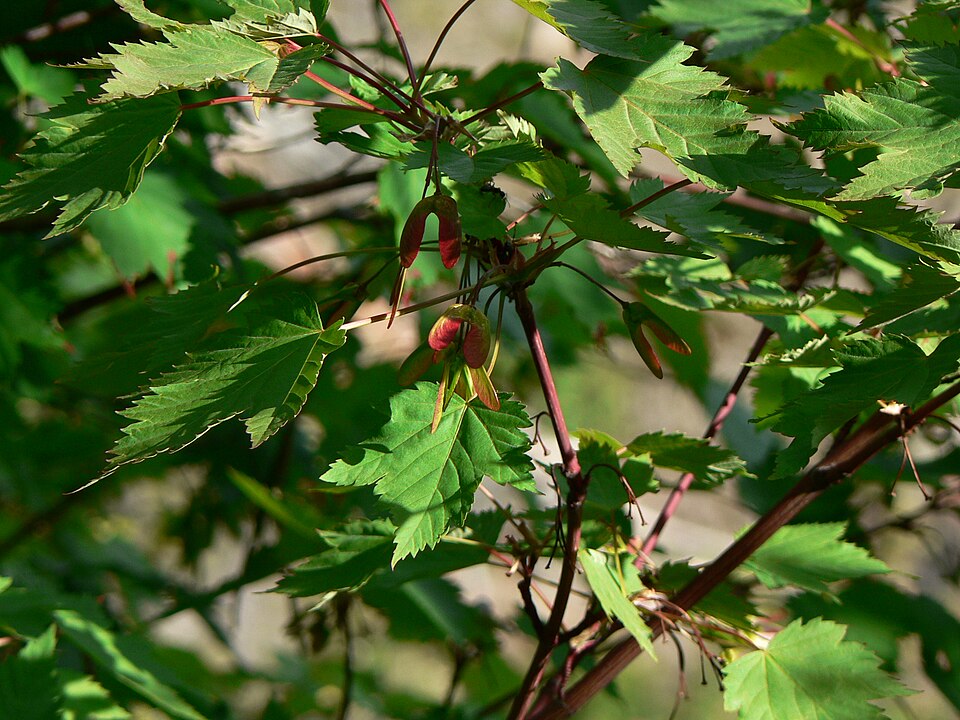 Acer glabrum (Douglas Maple) (alternate view 8)