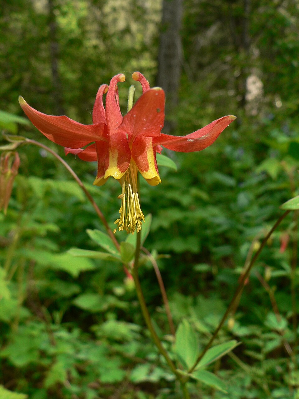 Aquilegia formosa (Red Columbine) (alternate view 7)