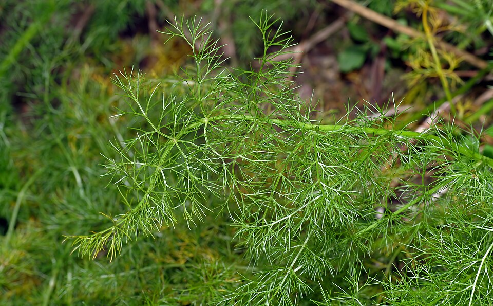 Meum athamanticum (alternate view 5)
