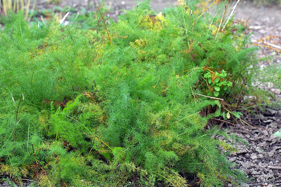 Meum athamanticum (alternate view 6)