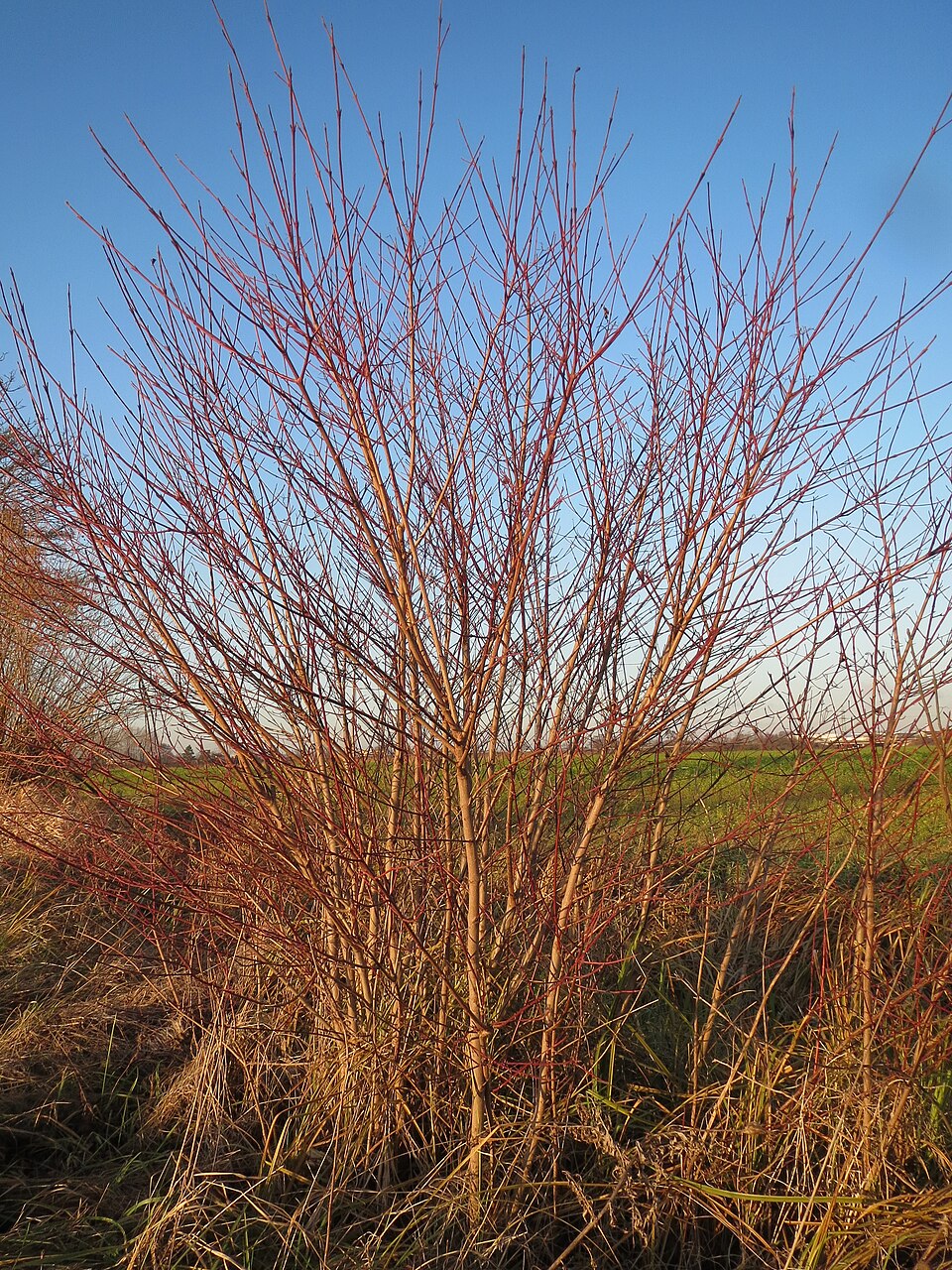 Cornus sanguinea (alternate view 10)