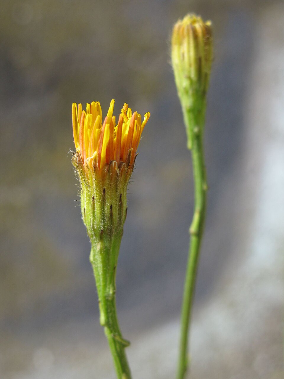 Scorzoneroides autumnalis (Autumn Hawkbit)