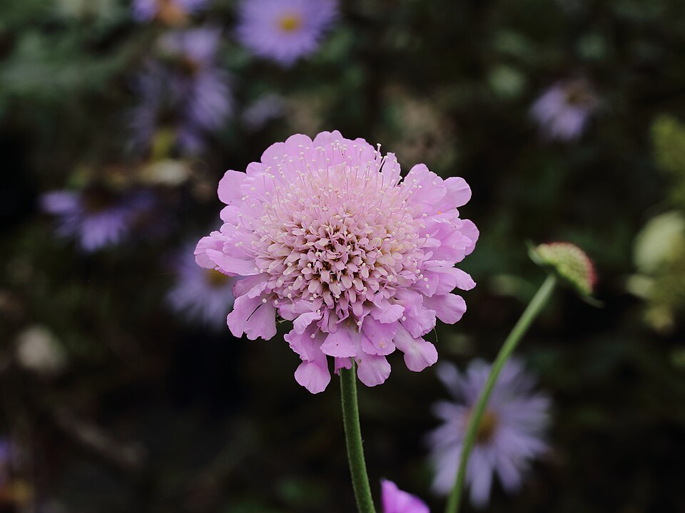 Scabiosa 'Pink Mist' (Pink Mist Scabious) (alternate view 5)