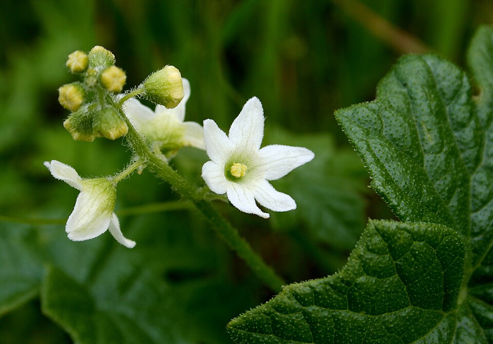 Marah fabacea (California manroot) (alternate view 2)
