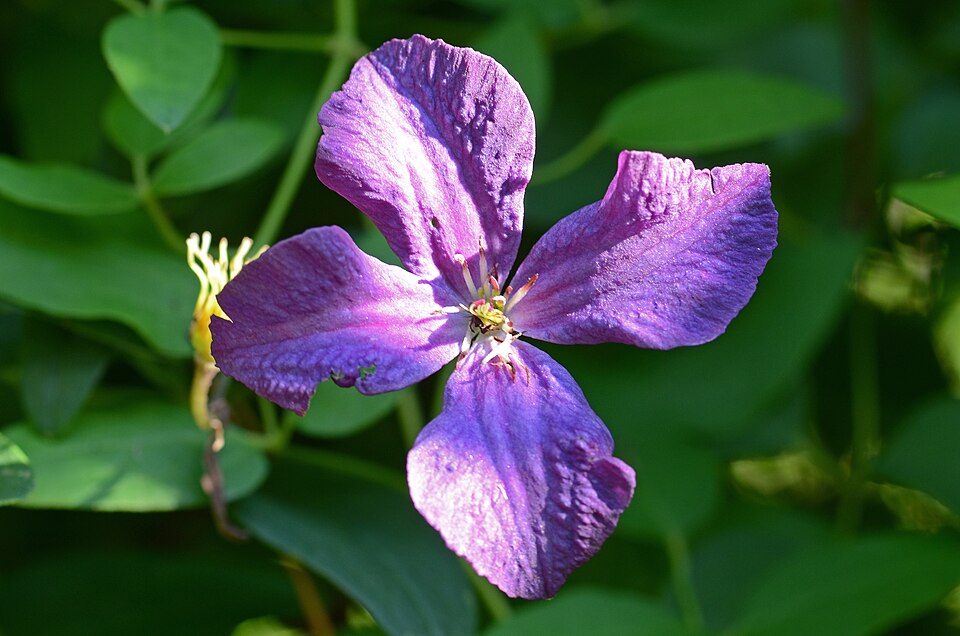 Clematis 'Polish Spirit' (Polish Spirit Clematis)