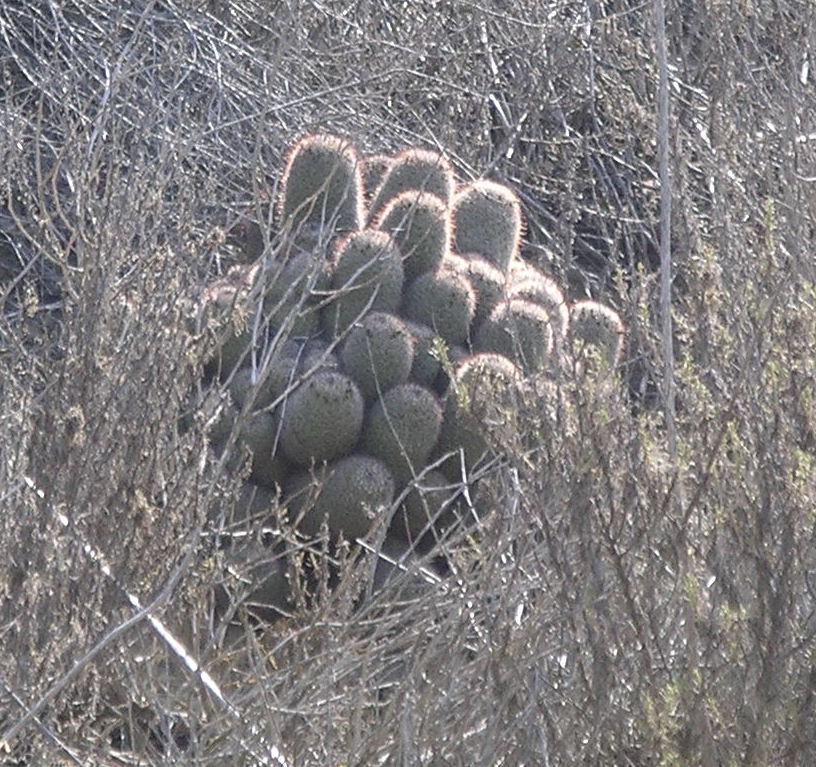 Cochemiea dioica (Peninsular fishhook cactus) (alternate view 9)