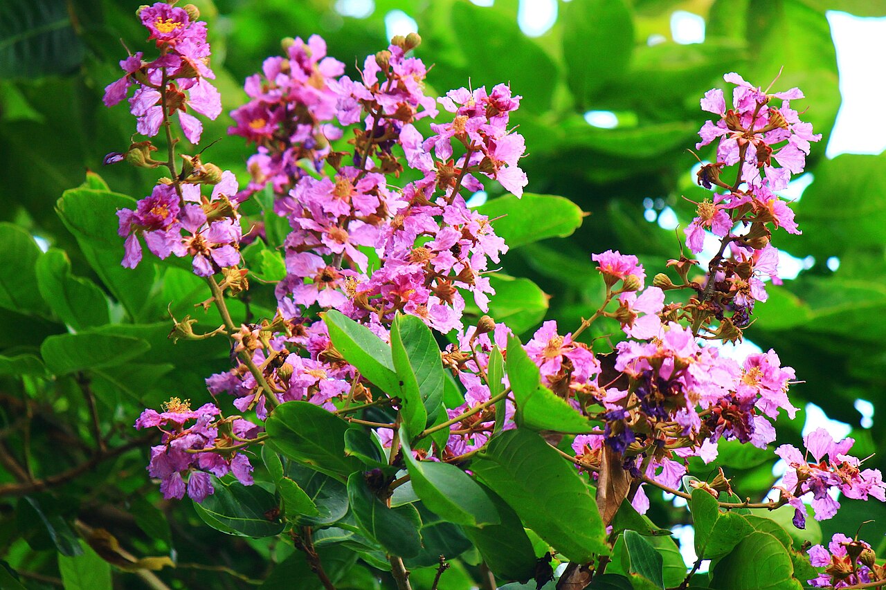Lagerstroemia speciosa, Queen's crape myrtle — upright deciduous (Lythraceae) (image 7 of 8)