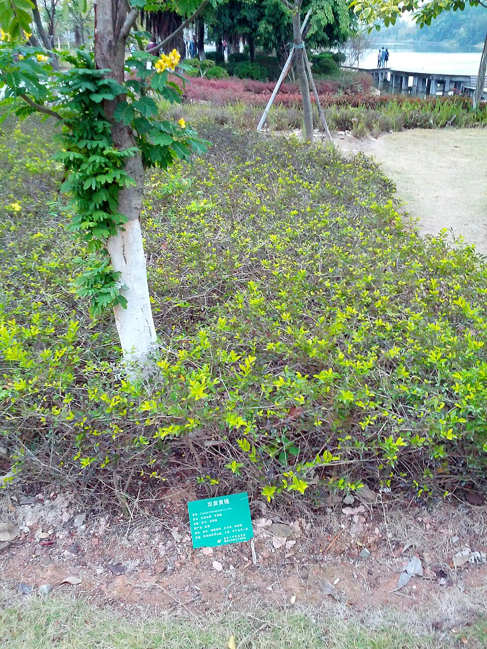 Senna bicapsularis (Butterfly Bush Senna) (alternate view 6)